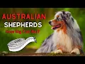 How Big Do Australian Shepherds Get