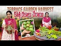 Lagu Terrace Garden Harvest/వెల్వెట్ బీన్స్ , ప్యాషన్ ఫ్రూట్స్ ఇవాళ హైలైట్ @MADGARDENER 