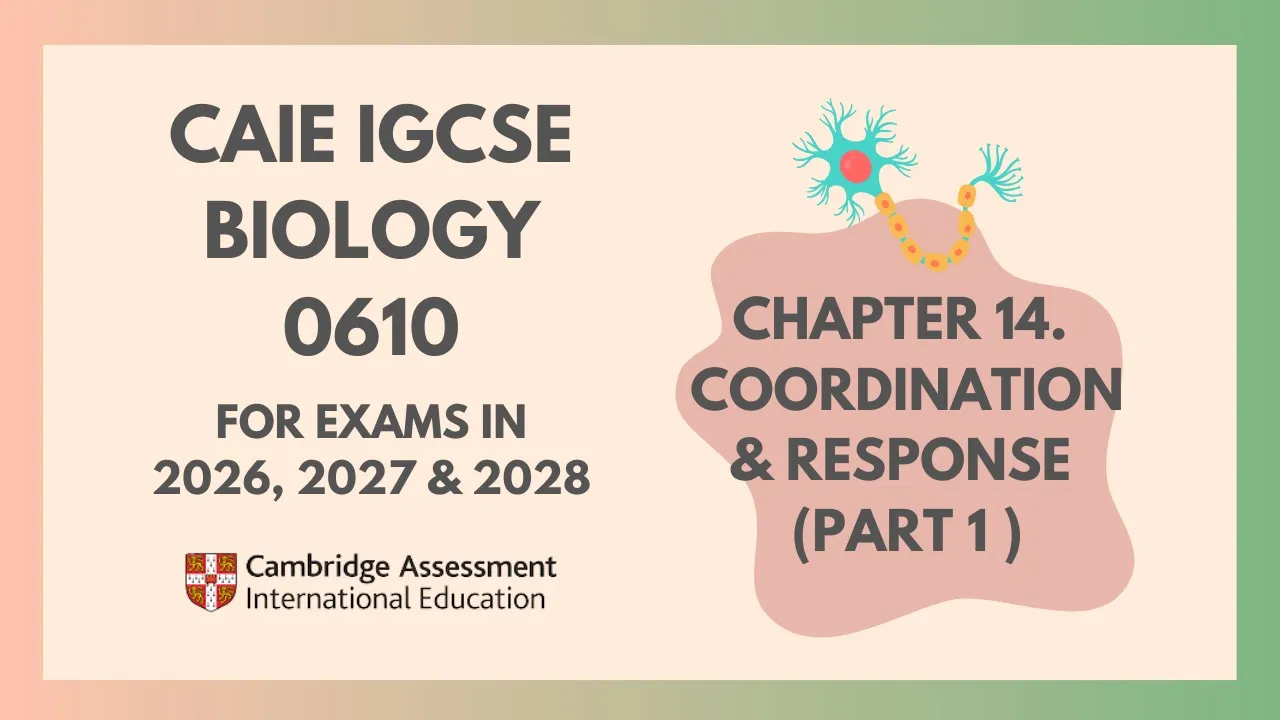 14.Coordination and Response(Part 1)(1/4)(Cambridge IGCSE Biology 0610 for exams in 2026, 2027,2028)