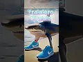Download Lagu Tralalero Tralala x HAVANA ft. Camila Cabello #italianbrainrot #tralalelotralala #brainrot