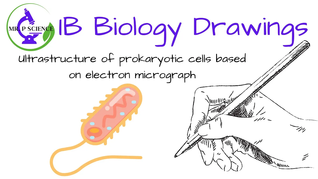Drawing a Prokaryote