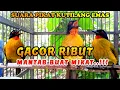 Download Lagu suara pikat burung kutilang emas ribut 100% jitu untuk mikat kutilang liar