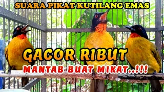 suara pikat burung kutilang emas ribut 100 jitu untuk mikat kutilang liar