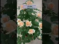 Champagne Rosa【Peach Avalanche】Thornless Cutting Rose|Long flowering period| Award| 蜜桃雪山