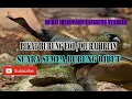 Download Lagu suara pikat burung murai irian dan suara semua burung ribut