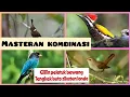 Download Lagu kombinasi masteran cililin pelatuk bawang tengkek buto sikatan londo