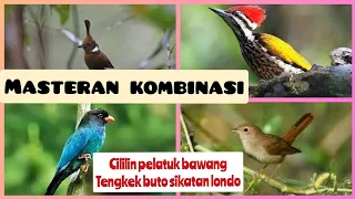 Download kombinasi masteran cililin pelatuk bawang tengkek buto sikatan londo MP3