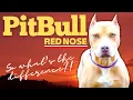 Red nose everything you need to know about this pit bull