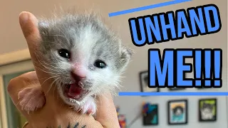 Tiny Meowing Kitten is NOT READY to Grow Up