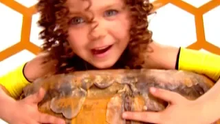 Аліна Гросу GROSU Бджілка HD 