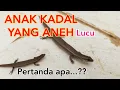 Download Lagu ANAK KADAL YANG ANEH || PERTANDA APA YA @imronse
