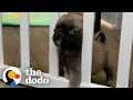 Itty-Bitty Pug Puppy Squeezes Through The Baby Gate The Dodo