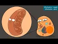 Cellular Respiration (UPDATED)