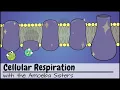 Cellular Respiration UPDATED