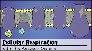 Download Cellular Respiration (UPDATED) MP3