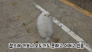 목욕하기 싫어서 집 나가는 강아지가 어딨어!
