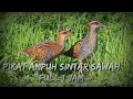 Download Lagu Suara pikat burug sintar sawah Ampuh. Terbaru  durasi 1 jam full.