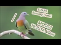 Download Lagu Green Pigeon Relaxing Nature Sounds -  Suara Pikat Burung Punai Daun Tanah Asli Gacor Siul Mp3