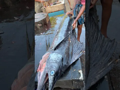 Fantastic Big Fish Cutting Vibe Style #vibe #fishcutting #youtubeshort