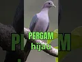 Download Lagu SUARA PERGAM hijau #shorts