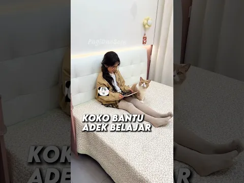 Koko ingetin adik buat belajar #shorts #kucing