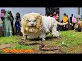 Download Lagu Can macanan Singo Raung cilik di undang acara haflatul imtihan | pertarungan melawan ular piton