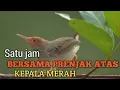 Download Lagu MASTERAN PRENJAK ATAS KEPALA MERAH ampuh untuk pikat di alam liar