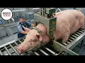 Lagu Inside A Pig Slaughter Factory | How Pigs Are Turned Into Sausages