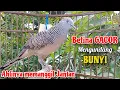 Suara perkutut betina memanggil JANTAN - The sound of a female turtledove calling male