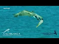 Download Lagu Calablanca | Villas and condos in Barú, Cartagena