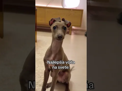 Najlepšia VÔŇA na svete🐶❤️