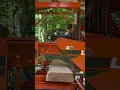 Download Lagu #shortvideo Sawing 6th Live Edge Slab from a Nice White Oak Log
