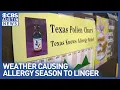 Austin s record-breaking allergy season explained