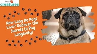 How Long Do Pugs Live Discover the Secrets to Pug Longevity