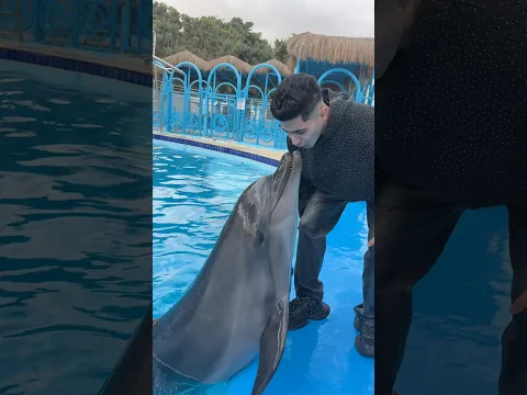 قبله الموت من الدولفين 😰💔🐬