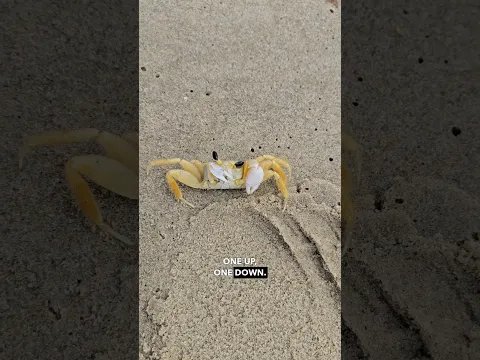 Unique Crab Scares Off Hooman