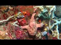 Download Lagu Snorkeling North Sulawesi. Lembeh Strait. Giant FrogFish in Nudi Falls. Indonesia. May 2025