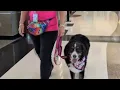 Roanoke Airport therapy dog celebrates third birt ay