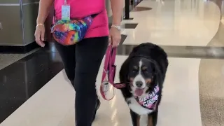 Roanoke Airport therapy dog celebrates third birt ay