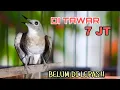 Download Lagu GAK DI LEPAS.!!  SRDC (SIKATAN RIMBA DADA COKLAT)  EDYAN