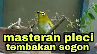 masteran pleci tembakan sogon