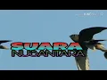 Download Lagu Suara Panggil Walet, Bkantan Terbaru 2018
