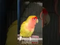 Download Lagu Lutino Lovebirds 😌 #shorts #viral