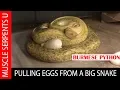 BURMESE PYTHON EGG COLLECTION STRATEGIES