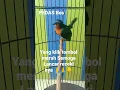 Download Lagu kolibri muncang gacor suara jernih,masteran burung terbaik