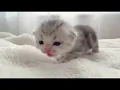 Lagu “Relaxing Baby Kitten Video with Peaceful Music”