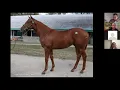Secrets of Thoroughbred Horse Conformation