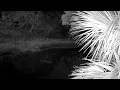Creek at Night 🌙 Crickets & Night Sounds for Sleep (1 Hour)