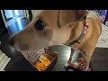 December 2022 Bark Box
