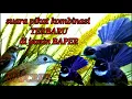 Download Lagu Suara pikat burung planduk semak kombinsi burung sikatan rimba_mp3 pikat burung sikatan